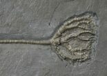 Pyritized Crinoid (Taxocrinus) From Hunsrück Slate #17538-2